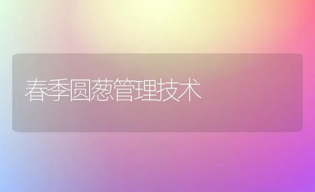 春季圆葱管理技术 | 养殖知识