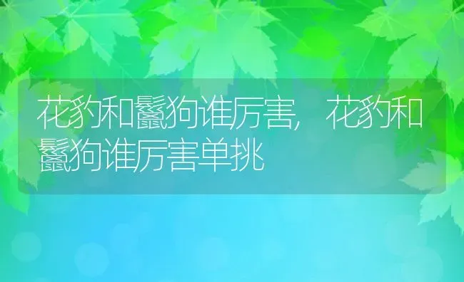 花豹和鬣狗谁厉害,花豹和鬣狗谁厉害单挑 | 养殖资料