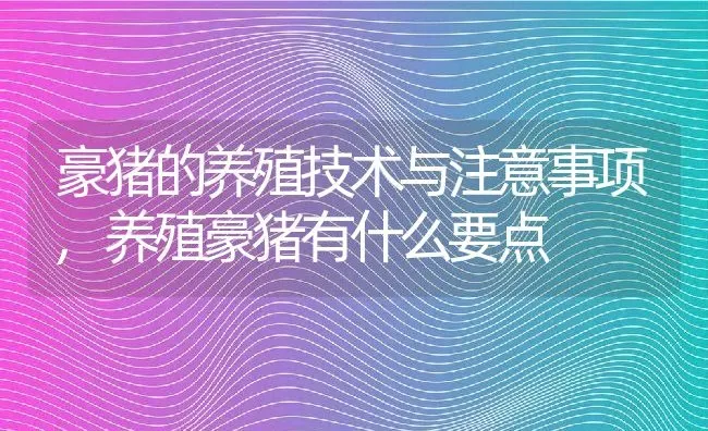 豪猪的养殖技术与注意事项,养殖豪猪有什么要点 | 养殖学堂