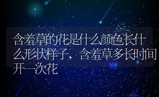 含羞草的花是什么颜色长什么形状样子,含羞草多长时间开一次花 | 养殖学堂