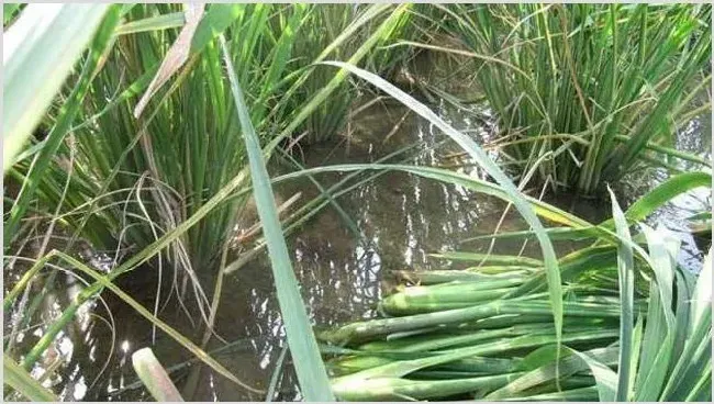 种植茭白如何追肥 | 常识大全