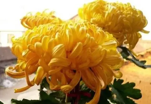 菊花养在家中吉利吗,家门口能养菊花吗？