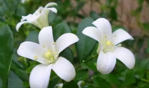 春天开的白色是什么花 | 生活常识