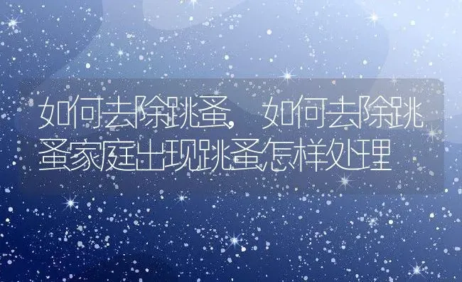 如何去除跳蚤,如何去除跳蚤家庭出现跳蚤怎样处理 | 养殖科普