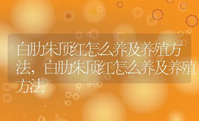白肋朱顶红怎么养及养殖方法,白肋朱顶红怎么养及养殖方法 | 养殖科普