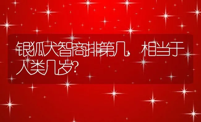 银狐犬智商排第几,相当于人类几岁? | 养殖资料