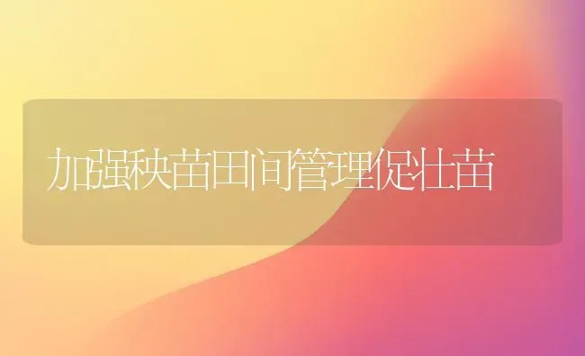 加强秧苗田间管理促壮苗 | 养殖知识