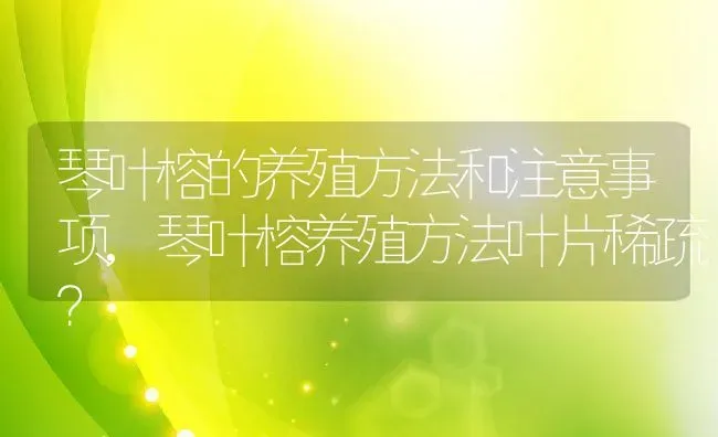 琴叶榕的养殖方法和注意事项,琴叶榕养殖方法叶片稀疏？ | 养殖科普