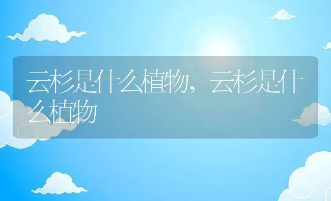 云杉是什么植物,云杉是什么植物 | 养殖科普