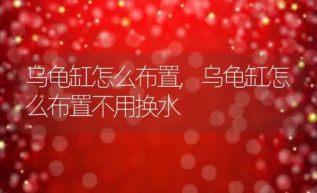 乌龟缸怎么布置,乌龟缸怎么布置不用换水 | 养殖科普