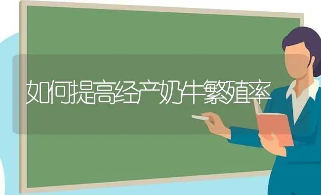 如何提高经产奶牛繁殖率 | 养殖技术大全