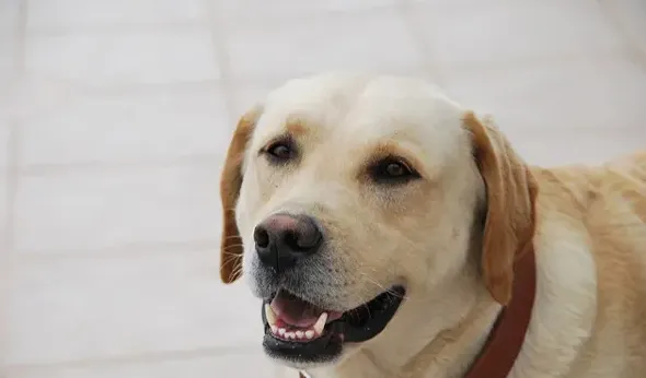 拉布拉多一天喂几次,拉布拉多犬一天喂几顿？