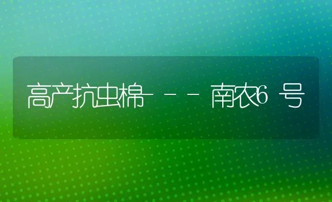 高产抗虫棉---南农6号 | 养殖技术大全