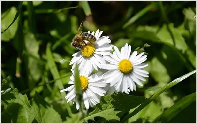 蜜蜂采蜜全过程【视频】 | 实用知识