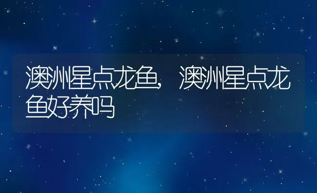 澳洲星点龙鱼,澳洲星点龙鱼好养吗 | 养殖资料