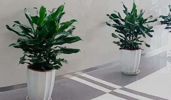 螺纹铁开花有毒吗 | 实用知识