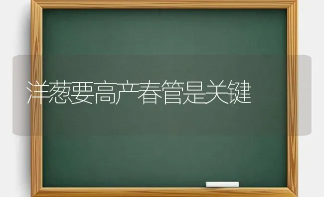洋葱要高产春管是关键 | 养殖技术大全