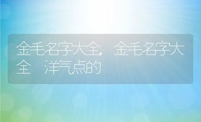 金毛名字大全,金毛名字大全 洋气点的 | 养殖科普