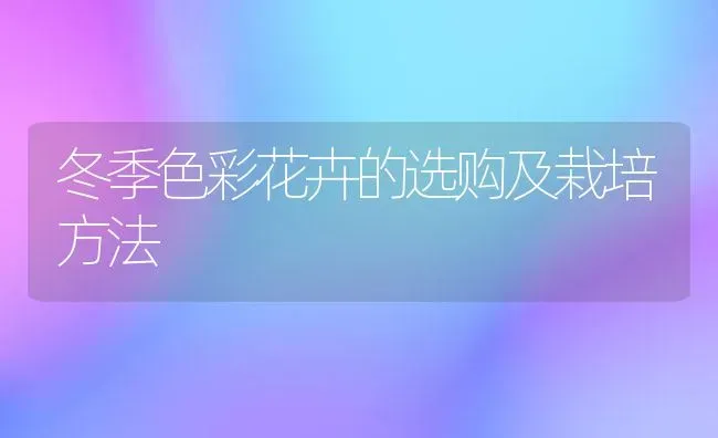 冬季色彩花卉的选购及栽培方法 | 养殖技术大全