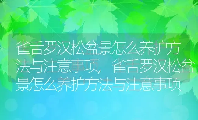 雀舌罗汉松盆景怎么养护方法与注意事项,雀舌罗汉松盆景怎么养护方法与注意事项 | 养殖科普