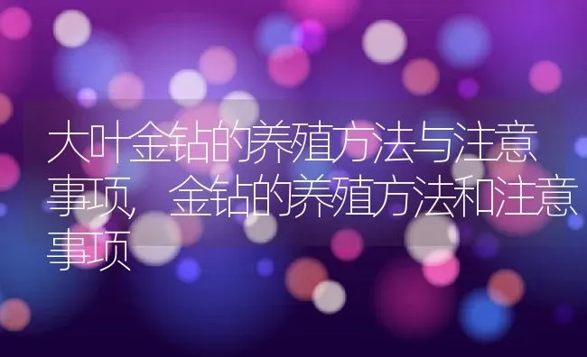 大叶金钻的养殖方法与注意事项,金钻的养殖方法和注意事项 | 养殖学堂