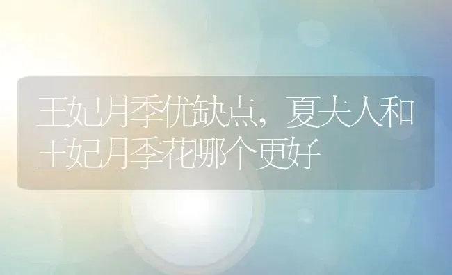 王妃月季优缺点,夏夫人和王妃月季花哪个更好 | 养殖学堂