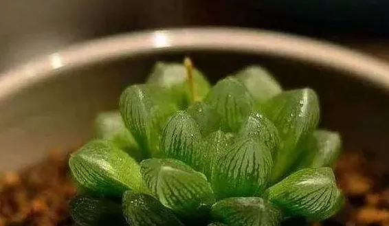 新手如何养玉露,新手怎样种植彩玉露？