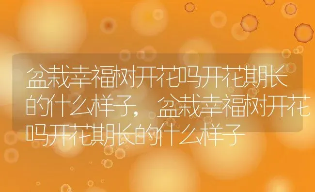盆栽幸福树开花吗开花期长的什么样子,盆栽幸福树开花吗开花期长的什么样子 | 养殖科普