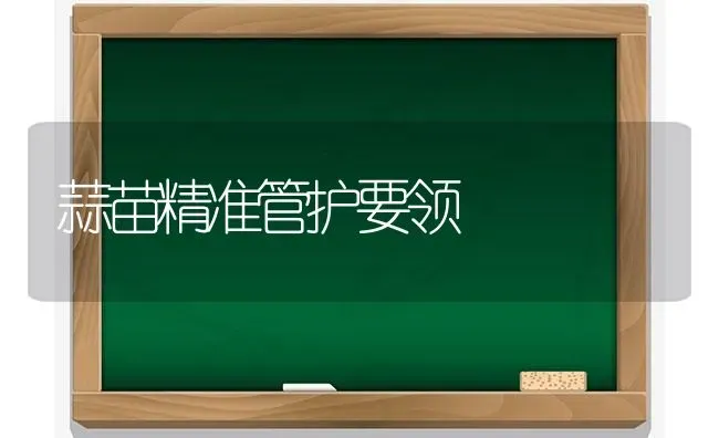 蒜苗精准管护要领 | 养殖技术大全