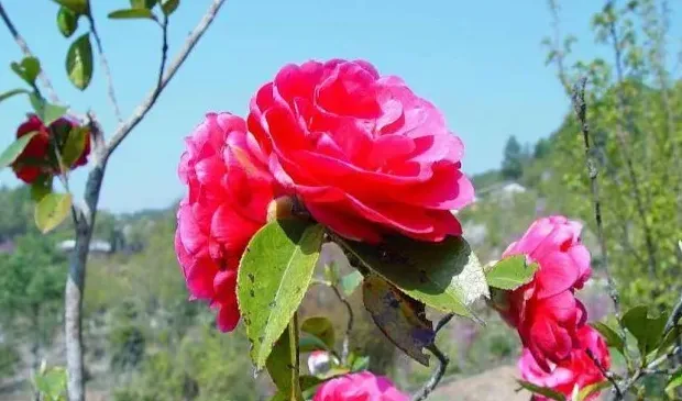 茶花怎么养家庭养法,茶花怎么养家庭养法？