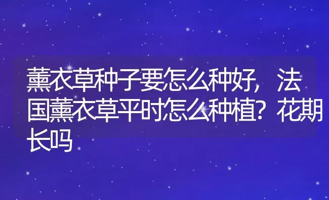 薰衣草种子要怎么种好,法国薰衣草平时怎么种植？花期长吗 | 养殖学堂