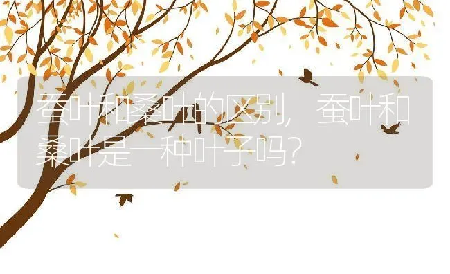 蚕叶和桑叶的区别,蚕叶和桑叶是一种叶子吗？ | 养殖科普