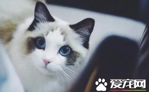 布偶猫月份体重表,布偶猫咪体重对照表10个月？