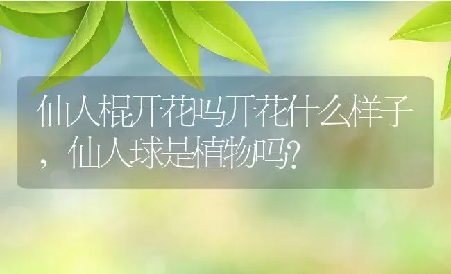 仙人棍开花吗开花什么样子,仙人球是植物吗？ | 养殖科普