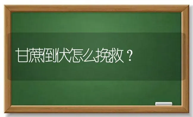 甘蔗倒伏怎么挽救? | 养殖技术大全