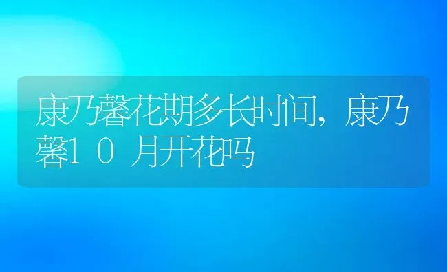 康乃馨花期多长时间,康乃馨10月开花吗 | 养殖学堂