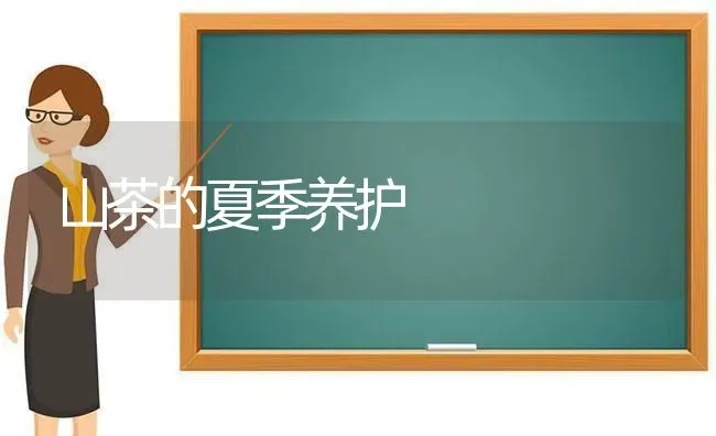 山茶的夏季养护 | 养殖知识
