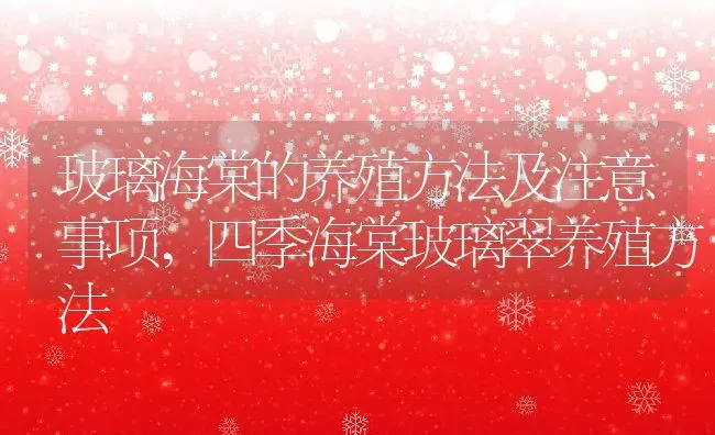 玻璃海棠的养殖方法及注意事项,四季海棠玻璃翠养殖方法 | 养殖学堂