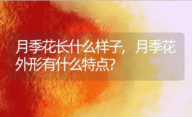 月季花长什么样子,月季花外形有什么特点？ | 养殖学堂