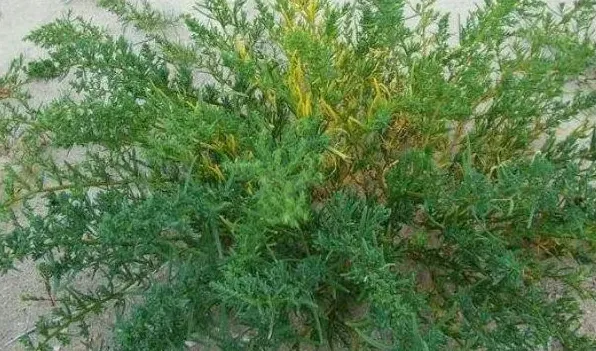 耐盐碱植物特性 | 三农知识