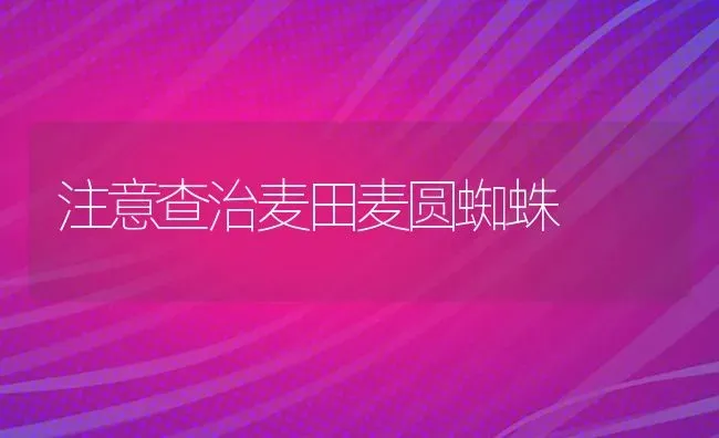 注意查治麦田麦圆蜘蛛 | 养殖知识