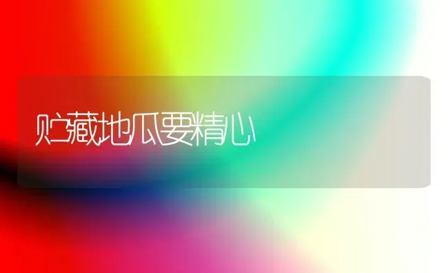 贮藏地瓜要精心 | 养殖知识