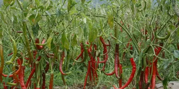 想种植出高产辣椒，需要掌握哪些施肥技巧 | 生活常识