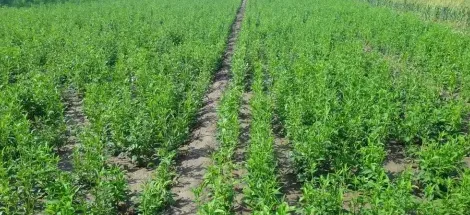 南方种植什么药材最赚钱,在南方农村种植什么药物最赚钱？