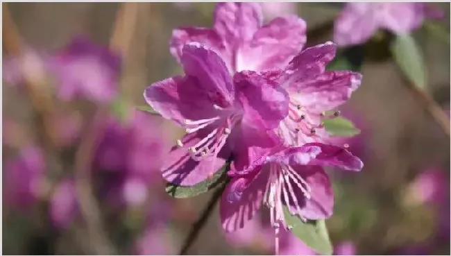 干枝杜鹃开完花是不是就死了 | 妙招大全