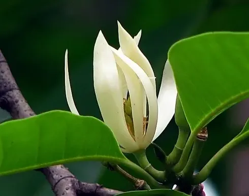 白兰花什么时候开花,白兰花多少点开花？