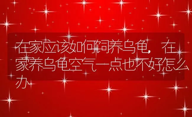 在家应该如何饲养乌龟,在家养乌龟空气一点也不好怎么办 | 养殖学堂