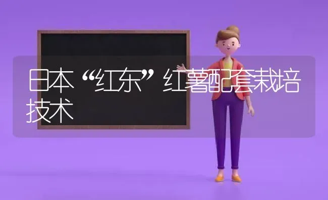 日本“红东”红薯配套栽培技术 | 养殖知识