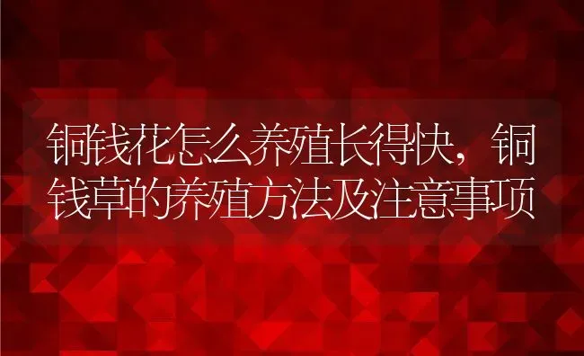 铜钱花怎么养殖长得快,铜钱草的养殖方法及注意事项 | 养殖学堂