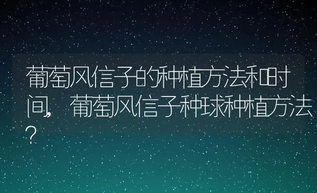 葡萄风信子的种植方法和时间,葡萄风信子种球种植方法？ | 养殖学堂